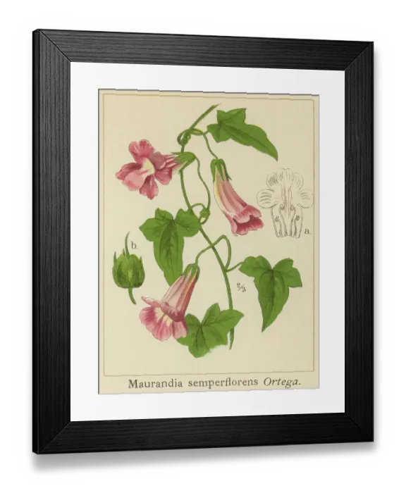 Framed Print : Old chromolithograph illustration of Botany, trailing snapdragon or snapdragon vine (Maurandya scandens or Maurandya semperflorens) Framed Print : Old chromolithograph illustration of Botany, trailing snapdragon or snapdragon vine (Maurandya scandens or Maurandya semperflorens)