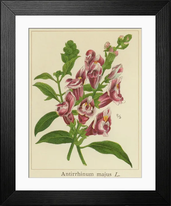 Framed Print : Old chromolithograph illustration of Botany, common snapdragon (Antirrhinum majus) Framed Print : Old chromolithograph illustration of Botany, common snapdragon (Antirrhinum majus)