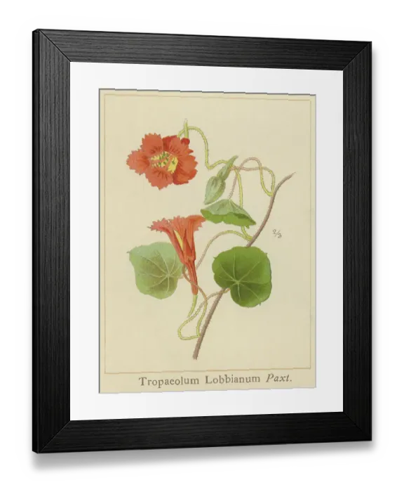 Framed Print : Old chromolithography illustration of climbing plants, garden nasturtium, nasturtium, Indian cress or monks cress (Tropaeolum Lobbianum )
