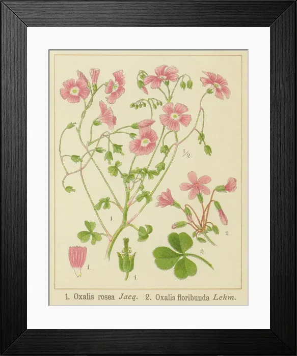 Framed Print : Old chromolithograph illustration of Botany, Oxalis rosea Framed Print : Old chromolithograph illustration of Botany, Oxalis rosea
