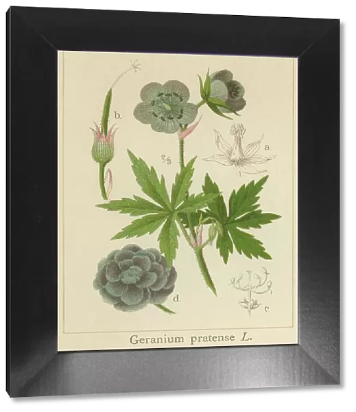 Old chromolithograph illustration of Botany, the meadow crane's-bill or meadow geranium - a species of flowering plant in the family Geraniaceae, native to Europe and Asia