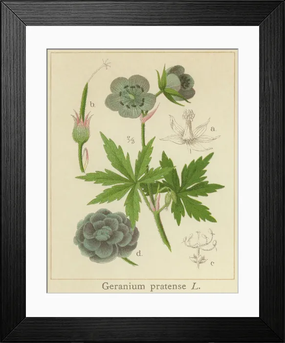 Framed Print : Old chromolithograph illustration of Botany, the meadow crane's-bill or meadow geranium - a species of flowering plant in the family Geraniaceae, native to Europe and Asia