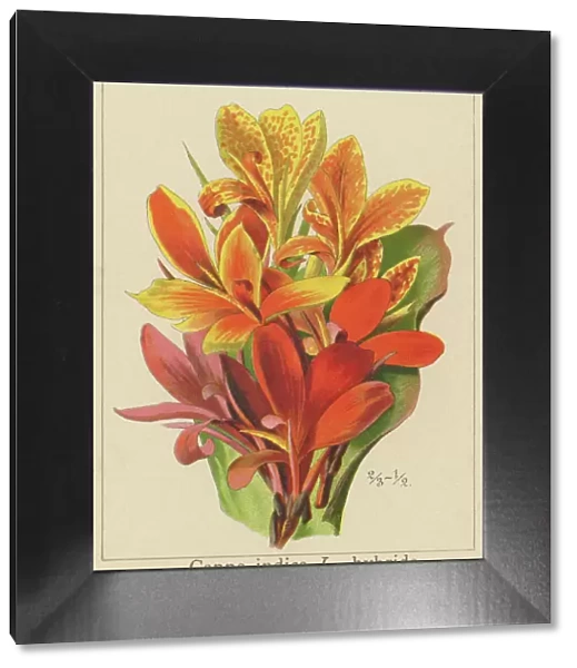 Old chromolithograph illustration of Botany, Indian shot, African arrowroot, edible canna, purple arrowroot or Sierra Leone arrowroot (Canna indica)