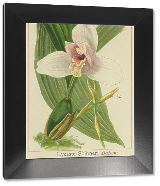 Old chromolithograph illustration of Botany, Lycaste skinneri or Lycaste virginalis - epiphyte orchid, resides in the south of Mexico, Guatemala, El Salvador and Honduras, at an average altitude of 1650 meters above sea level