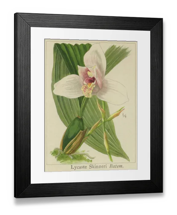 Framed Print : Old chromolithograph illustration of Botany, Lycaste skinneri or Lycaste virginalis - epiphyte orchid, resides in the south of Mexico, Guatemala, El Salvador and Honduras, at an average altitude of 1650 meters above sea level Framed Print : Old chromolithograph illustration of Botany, Lycaste skinneri or Lycaste virginalis - epiphyte orchid, resides in the south of Mexico, Guatemala, El Salvador and Honduras, at an average altitude of 1650 meters above sea level