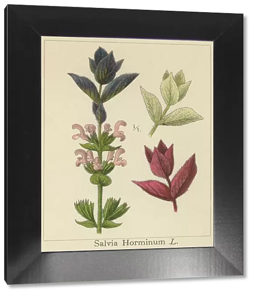 Old chromolithograph illustration of Botany, Tricolor Sage Plant (Salvia horminum)
