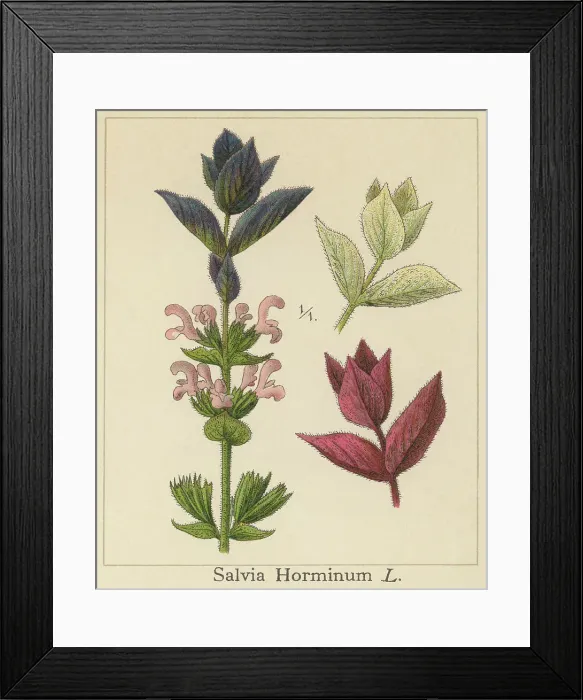Framed Print : Old chromolithograph illustration of Botany, Tricolor Sage Plant (Salvia horminum)