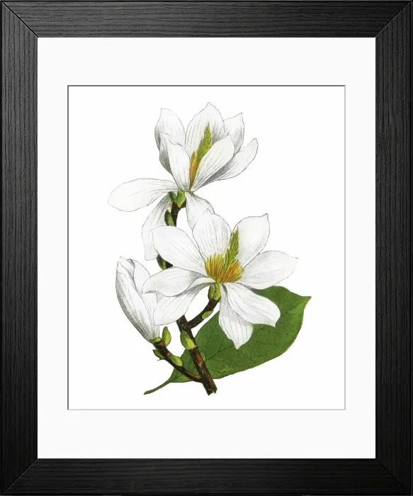 Framed Print : Old chromolithograph illustration of Botany, lilytree or Yulan magnolia (Magnolia denudata) Framed Print : Old chromolithograph illustration of Botany, lilytree or Yulan magnolia (Magnolia denudata)