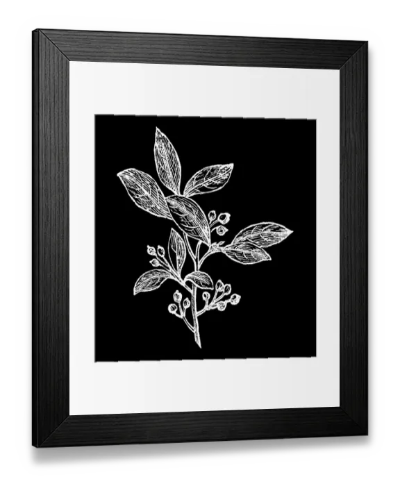 Framed Print : Old engraved illustration of Botany, Aronia, a genus of deciduous shrubs, the chokeberries (family Rosaceae) Framed Print : Old engraved illustration of Botany, Aronia, a genus of deciduous shrubs, the chokeberries (family Rosaceae)