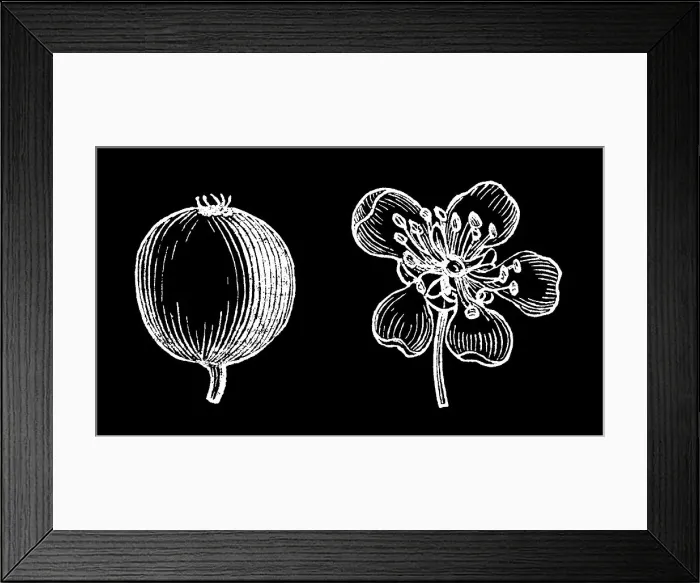 Framed Print : Old engraved illustration of Botany, Aronia, a genus of deciduous shrubs, the chokeberries (family Rosaceae) Framed Print : Old engraved illustration of Botany, Aronia, a genus of deciduous shrubs, the chokeberries (family Rosaceae)