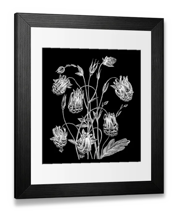 Framed Print : Old engraved illustration of Botany - columbine, Mexican columbine or Skinner's columbine (Aquilegia skinneri) Framed Print : Old engraved illustration of Botany - columbine, Mexican columbine or Skinner's columbine (Aquilegia skinneri)