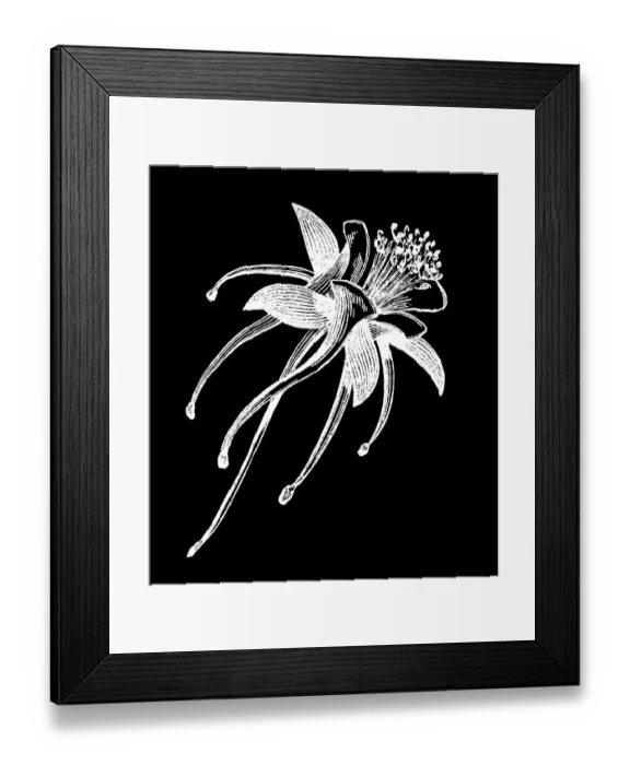 Framed Print : Old engraved illustration of Botany, golden columbine (Aquilegia chrysantha) Framed Print : Old engraved illustration of Botany, golden columbine (Aquilegia chrysantha)