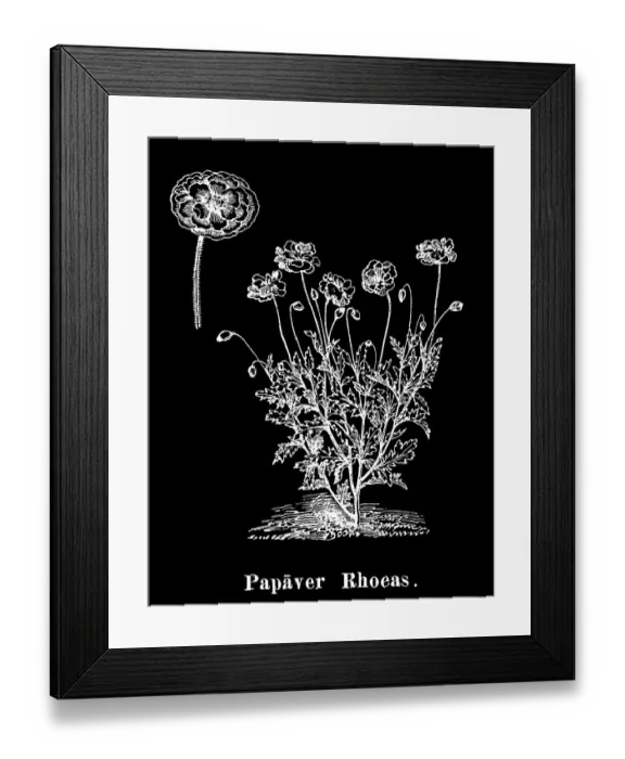 Framed Print : Old engraved illustration of Botany, common poppy, corn poppy, corn rose, field poppy, Flanders poppy, and red poppy Framed Print : Old engraved illustration of Botany, common poppy, corn poppy, corn rose, field poppy, Flanders poppy, and red poppy