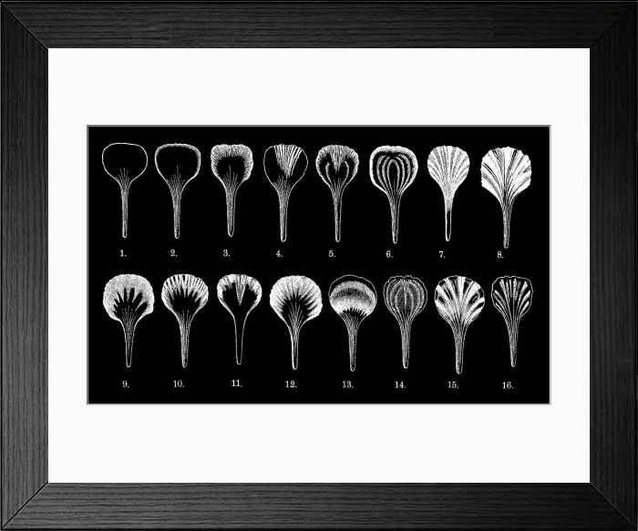 Framed Print : Old engraved illustration of types of flowers and flower petals Framed Print : Old engraved illustration of types of flowers and flower petals
