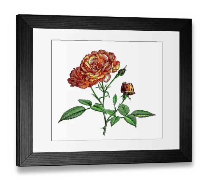 Framed Print : Old engraved illustration of red rose (Rosaceae) Framed Print : Old engraved illustration of red rose (Rosaceae)