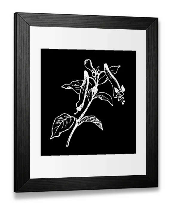 Framed Print : Old engraved illustration of Botany, Cuphea or cigar plant (Cuphea cyanea), a annual and perennial flowering plants native to warm temperate to tropical regions of the Americas Framed Print : Old engraved illustration of Botany, Cuphea or cigar plant (Cuphea cyanea), a annual and perennial flowering plants native to warm temperate to tropical regions of the Americas