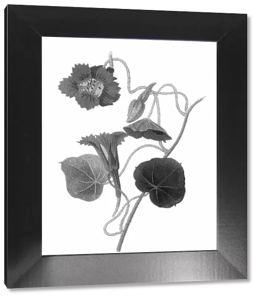 Old chromolithography illustration of climbing plants, garden nasturtium, nasturtium, Indian cress or monks cress (Tropaeolum Lobbianum )