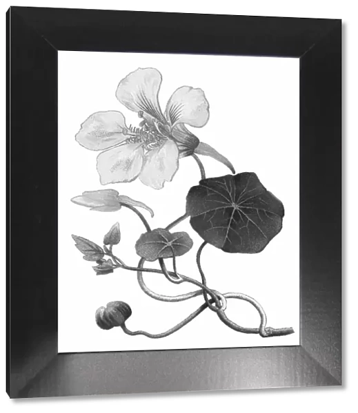 Old chromolithography illustration of climbing plants, garden nasturtium, nasturtium, Indian cress or monks cress (Tropaeolum majus)