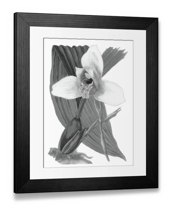 Framed Print : Old chromolithograph illustration of Botany, Lycaste skinneri or Lycaste virginalis - epiphyte orchid, resides in the south of Mexico, Guatemala, El Salvador and Honduras, at an average altitude of 1650 meters above sea level Framed Print : Old chromolithograph illustration of Botany, Lycaste skinneri or Lycaste virginalis - epiphyte orchid, resides in the south of Mexico, Guatemala, El Salvador and Honduras, at an average altitude of 1650 meters above sea level