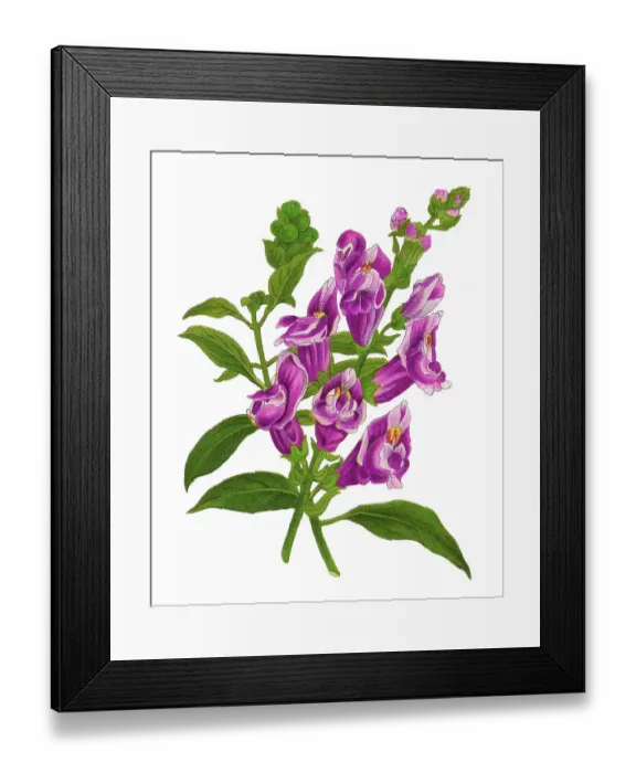 Framed Print : Old chromolithograph illustration of Botany, common snapdragon (Antirrhinum majus) Framed Print : Old chromolithograph illustration of Botany, common snapdragon (Antirrhinum majus)