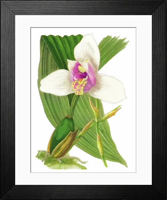 Framed Print : Old chromolithograph illustration of Botany, Lycaste skinneri or Lycaste virginalis - epiphyte orchid, resides in the south of Mexico, Guatemala, El Salvador and Honduras, at an average altitude of 1650 meters above sea level Framed Print : Old chromolithograph illustration of Botany, Lycaste skinneri or Lycaste virginalis - epiphyte orchid, resides in the south of Mexico, Guatemala, El Salvador and Honduras, at an average altitude of 1650 meters above sea level