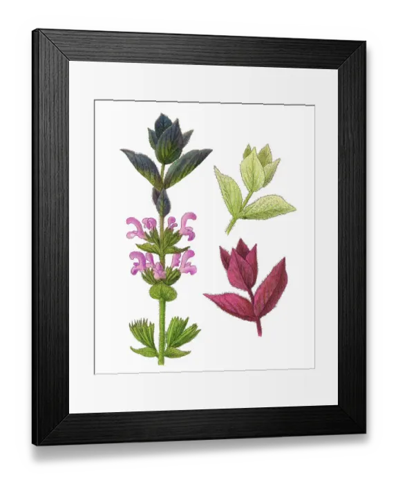Framed Print : Old chromolithograph illustration of Botany, Tricolor Sage Plant (Salvia horminum) Framed Print : Old chromolithograph illustration of Botany, Tricolor Sage Plant (Salvia horminum)