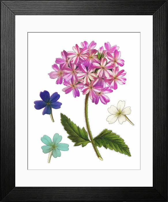 Framed Print : Old chromolithograph illustration of Botany, Verbena, vervain or verveine, a genus in the family Verbenaceae (Verbena x hybrida) Framed Print : Old chromolithograph illustration of Botany, Verbena, vervain or verveine, a genus in the family Verbenaceae (Verbena x hybrida)