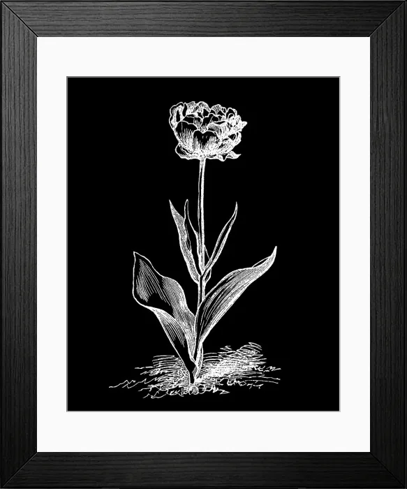 Framed Print : Old engraved illustration of Botany - double garden tulip Framed Print : Old engraved illustration of Botany - double garden tulip