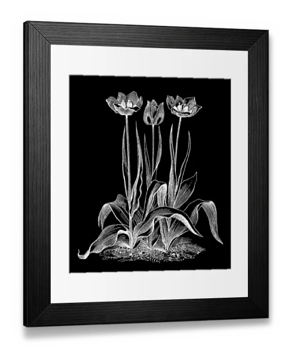 Framed Print : Old engraved illustration of Botany - early garden tulip Framed Print : Old engraved illustration of Botany - early garden tulip