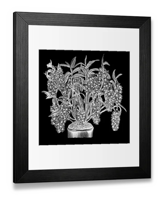 Framed Print : Old engraved illustration of Dendrobium densiflorum, a species of epiphytic or lithophytic orchid, native to Asia Framed Print : Old engraved illustration of Dendrobium densiflorum, a species of epiphytic or lithophytic orchid, native to Asia