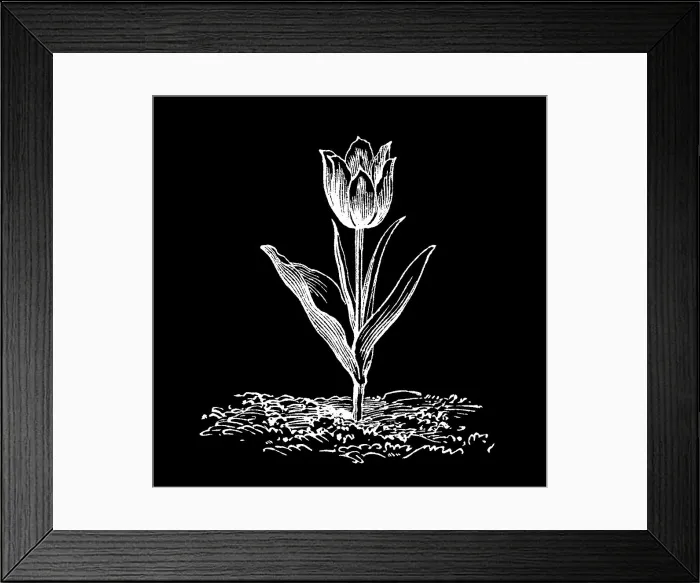 Framed Print : Old engraved illustration of Botany, van Thol tulip, Schrenck's tulip (Tulipa suaveolens, Tulipa schrenkii) Framed Print : Old engraved illustration of Botany, van Thol tulip, Schrenck's tulip (Tulipa suaveolens, Tulipa schrenkii)