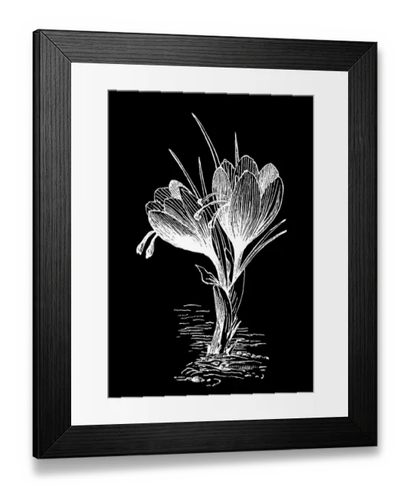 Framed Print : Old engraved illustration of Botany, Saffron crocus, Crocus sativus