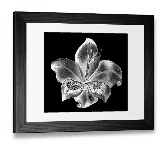 Framed Print : Old engraved illustration of Botany, Gladiolus - perennial cormous flowering plant Framed Print : Old engraved illustration of Botany, Gladiolus - perennial cormous flowering plant
