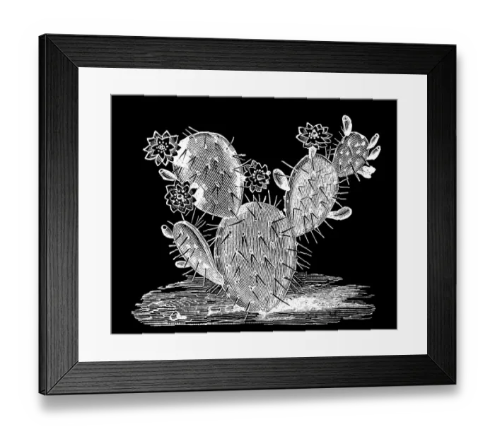Framed Print : Old engraved illustration of Botany - flowery leaf cactus