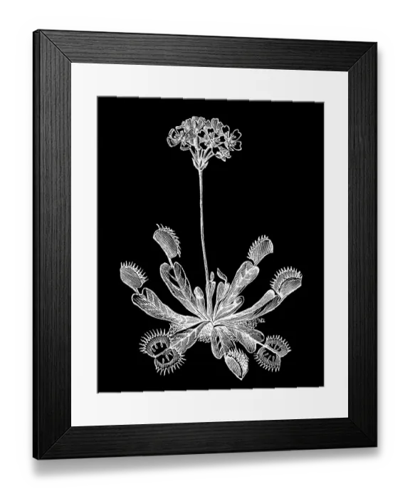 Framed Print : Old engraved illustration of Botany, the Venus flytrap (Dionaea muscipula) Framed Print : Old engraved illustration of Botany, the Venus flytrap (Dionaea muscipula)