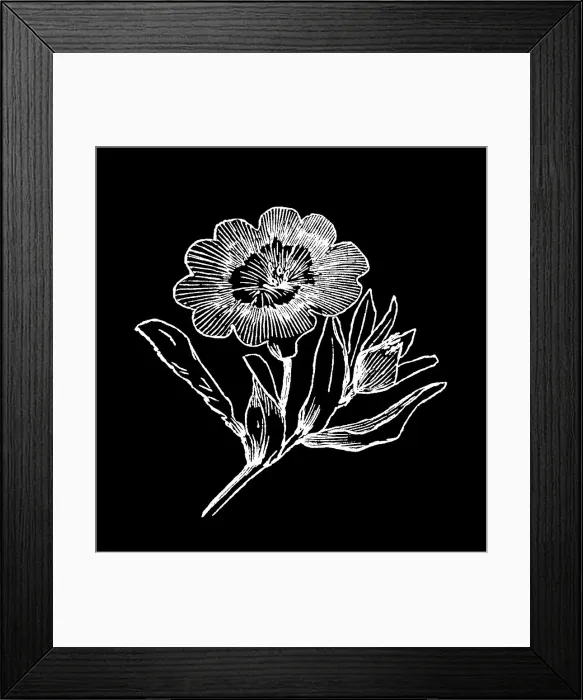 Framed Print : Old engraved illustration of Botany, Field bindweed Framed Print : Old engraved illustration of Botany, Field bindweed