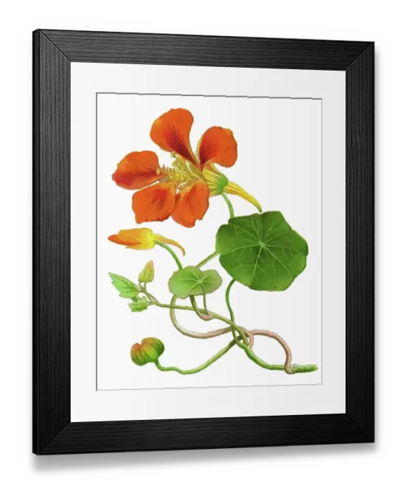 Framed Print : Old chromolithography illustration of climbing plants, garden nasturtium, nasturtium, Indian cress or monks cress (Tropaeolum majus) Framed Print : Old chromolithography illustration of climbing plants, garden nasturtium, nasturtium, Indian cress or monks cress (Tropaeolum majus)