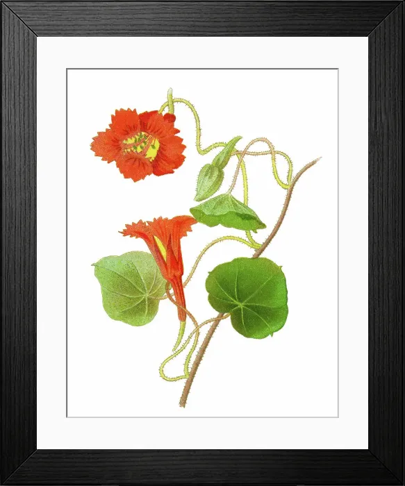 Framed Print : Old chromolithography illustration of climbing plants, garden nasturtium, nasturtium, Indian cress or monks cress (Tropaeolum Lobbianum ) Framed Print : Old chromolithography illustration of climbing plants, garden nasturtium, nasturtium, Indian cress or monks cress (Tropaeolum Lobbianum )