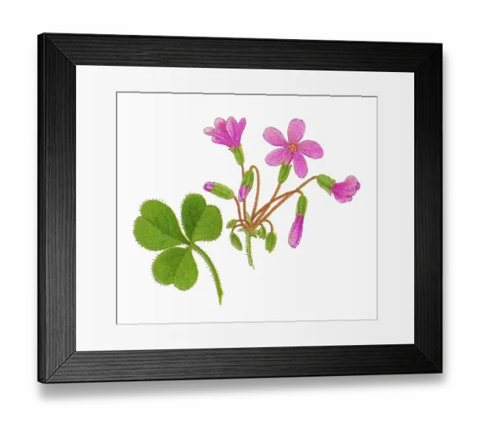 Framed Print : Old chromolithograph illustration of Botany, Oxalis floribunda Framed Print : Old chromolithograph illustration of Botany, Oxalis floribunda