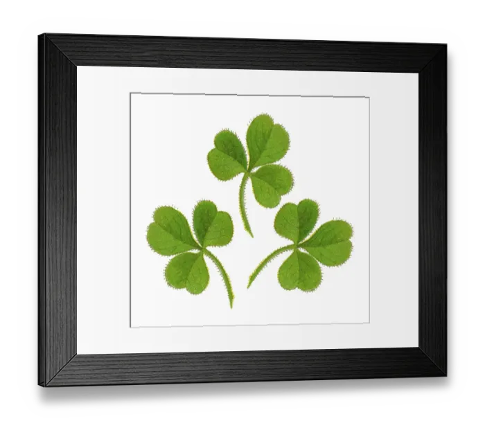 Framed Print : Old chromolithograph illustration of Botany, Oxalis floribunda Framed Print : Old chromolithograph illustration of Botany, Oxalis floribunda