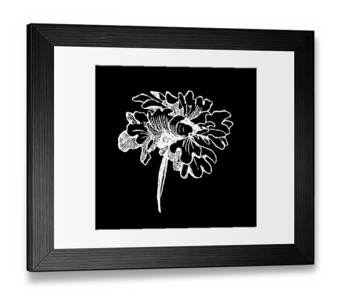 Framed Print : Old engraving illustration of Botany, Clarkia - a genus within the flowering plant family Onagraceae (Ruby Chalice Clarkia or Farewell to Spring)