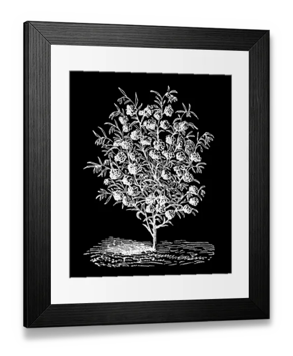 Framed Print : Old engraving illustration of Botany, Clarkia - a genus within the flowering plant family Onagraceae (Ruby Chalice Clarkia or Farewell to Spring)