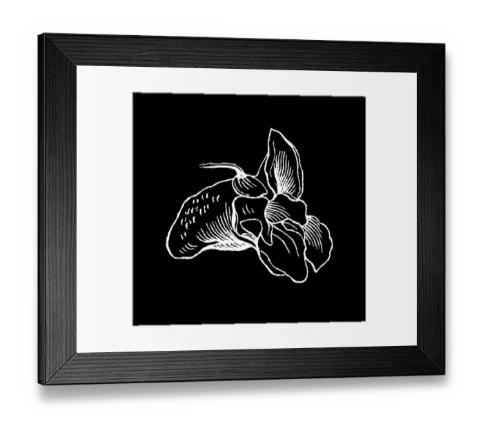 Framed Print : Old engraved illustration of Botany, Himalayan balsam, a large annual plant native to the Himalayas (Impatiens glandulifera) Framed Print : Old engraved illustration of Botany, Himalayan balsam, a large annual plant native to the Himalayas (Impatiens glandulifera)
