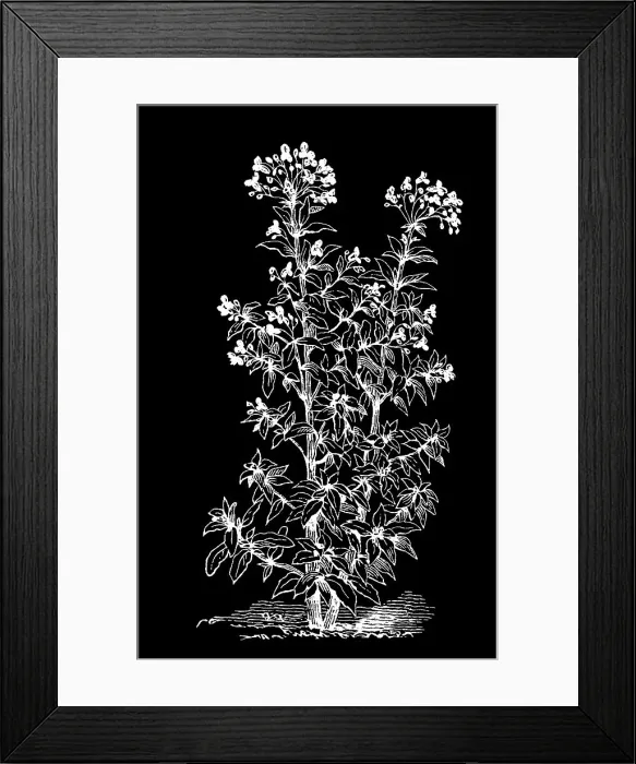 Framed Print : Old engraved illustration of Botany, Himalayan balsam, a large annual plant native to the Himalayas (Impatiens glandulifera) Framed Print : Old engraved illustration of Botany, Himalayan balsam, a large annual plant native to the Himalayas (Impatiens glandulifera)