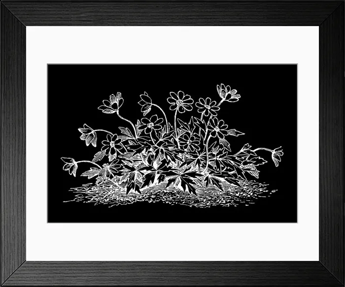 Framed Print : Old engraved illustration of Meadow Anemone, Small Pasque Flower, Wind Flower, True Meadow Anemone, Small Meadow Anemone Framed Print : Old engraved illustration of Meadow Anemone, Small Pasque Flower, Wind Flower, True Meadow Anemone, Small Meadow Anemone