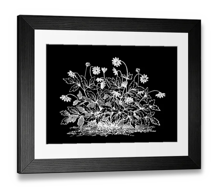 Framed Print : Old engraved illustration of Meadow Anemone, Small Pasque Flower, Wind Flower, True Meadow Anemone, Small Meadow Anemone Framed Print : Old engraved illustration of Meadow Anemone, Small Pasque Flower, Wind Flower, True Meadow Anemone, Small Meadow Anemone