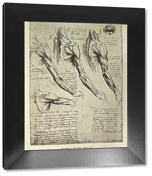 Anatomical sketches from Leonardo da Vinci's notebook, arm, shoulder muscles, Early renaissance art