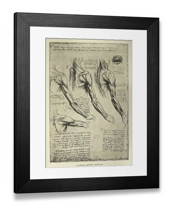Framed Print : Anatomical sketches from Leonardo da Vinci's notebook, arm, shoulder muscles, Early renaissance art Framed Print : Anatomical sketches from Leonardo da Vinci's notebook, arm, shoulder muscles, Early renaissance art