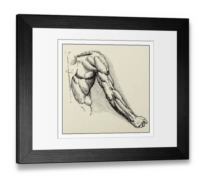 Framed Print : Leonardo's sketches and drawings: arm muscles anatomy Framed Print : Leonardo's sketches and drawings: arm muscles anatomy