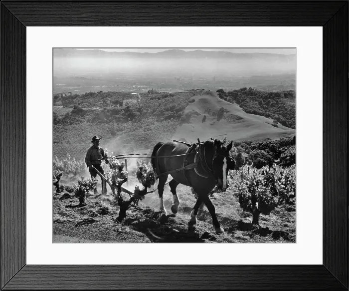 Framed Print : Harvest Time Framed Print : Harvest Time